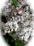 LilacBlossom