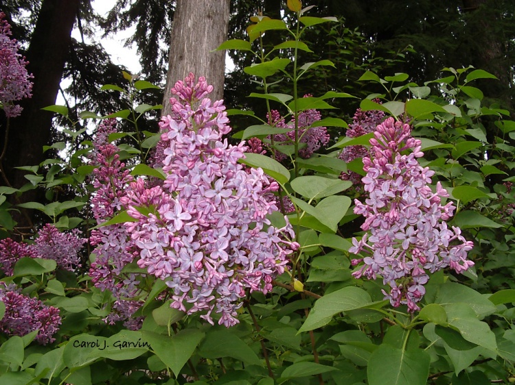 Wildwood Lilacs