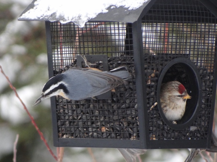 (Red-breasted Nuthatch & Common Redpoll)